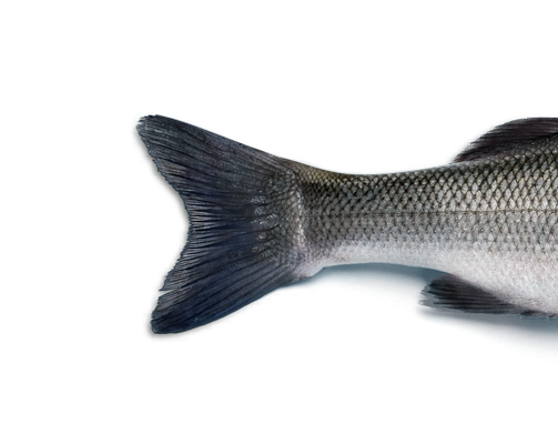Dorade